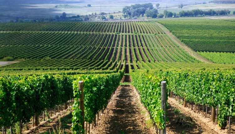 Hungarian wines - The Hungary Soul